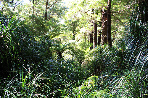 Temperate Rainforest photo