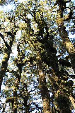 Temperate Rainforest photo