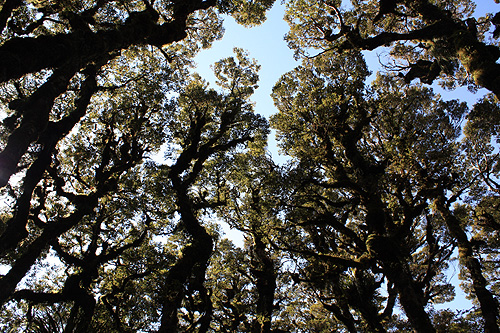 Rainforest Canopy photo