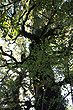 Rimutaka Rainforest Tree photo