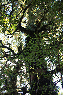 Forest Canopy photo