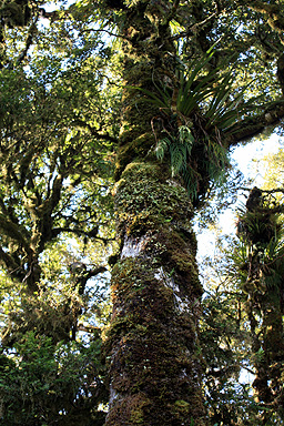 Epiphytes photo