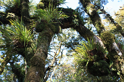 Rimutaka Forest photos