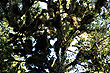 Moss on a Tree photo