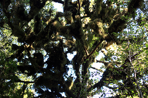 Moss Covered Tree photos