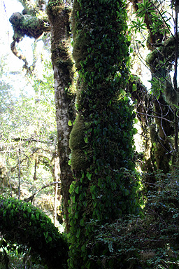 Epiphytes photo