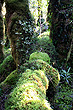 Rimutaka Forest Floor photo