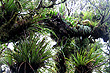 Rimutaka Rainforest photos