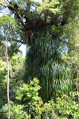 Epiphyte Species photo