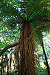 Fern Tree photo