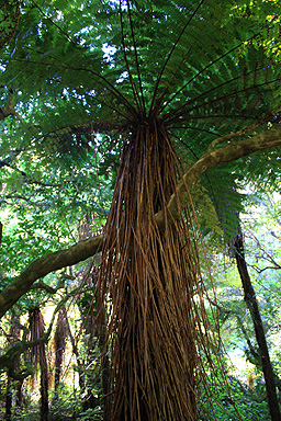 Fern Tree photo