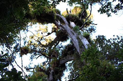 Epiphytes photo