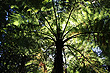 Fern Tree photo