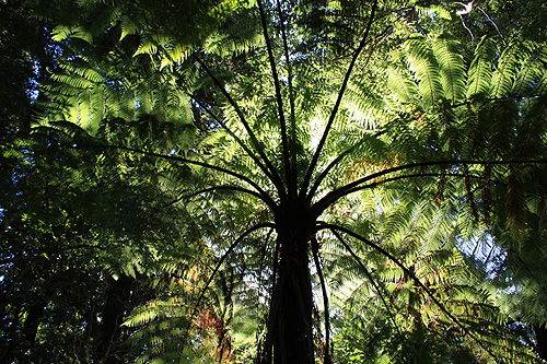 Fern Tree photo