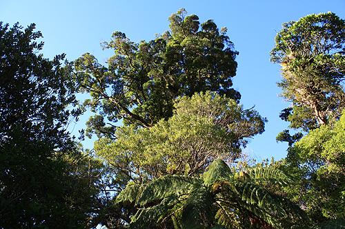 Forest Canopies photo