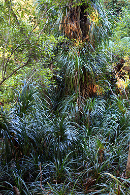 Grass Plants photo