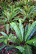 Ground Ferns photo