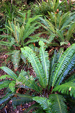 Ferns photo