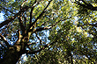 Beech Tree photos
