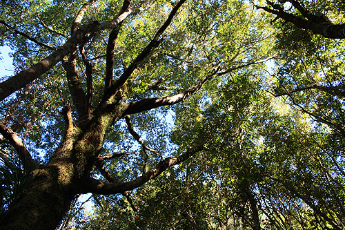 Beech Forest Canopy photo