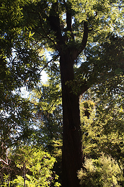 Beech Tree photo