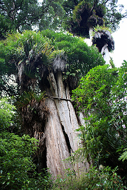 Giant Rata photo