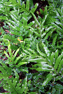 Hound's Tongue Ferns photo