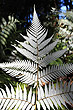 Silver Fern photos