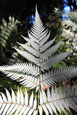 Silver Fern photo