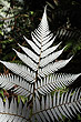 Silver Fern photo