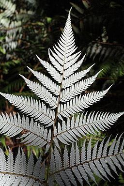 Silver Fern photo