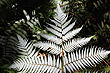 Silver Fern photo