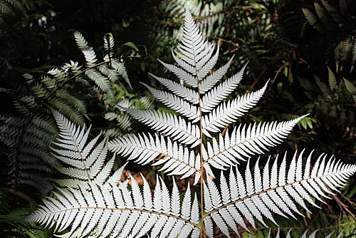 NEw Zealand Silver Fern photo