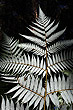 Silver Fern photo