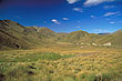 Otago Tussock photo