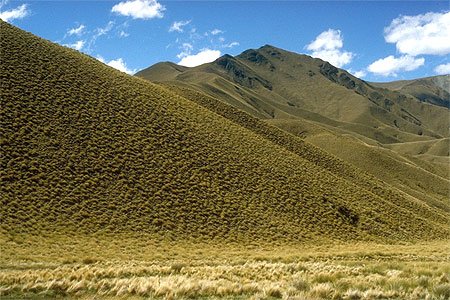 Otago Tussock photo