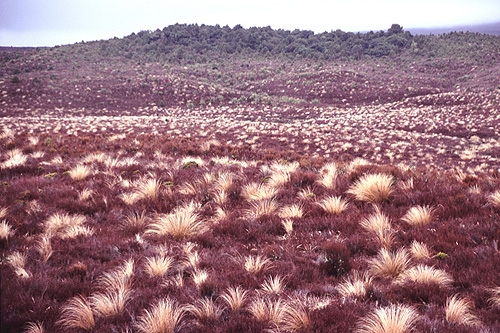 Tussock photos