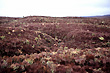 Tussock photos