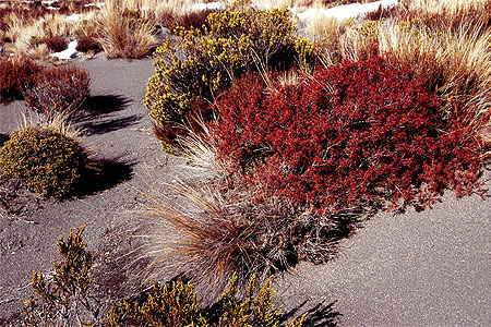 Rangipo Desert photo