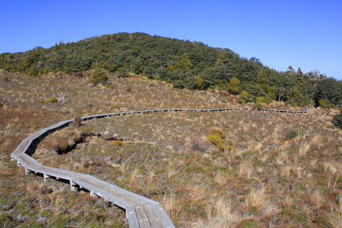 Boardwalk Through Tussock photo