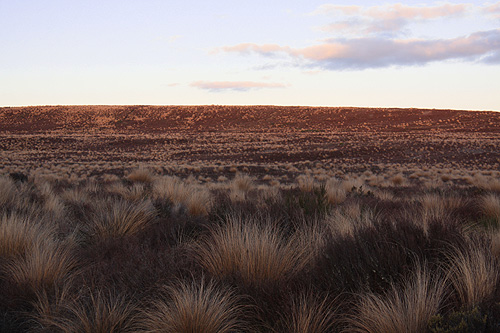 Tussock Plains Tongariro photo