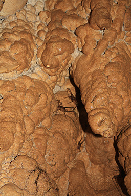 Cave Weta in Aranui Cave photo