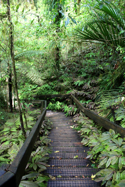 Ruakuri Walk to Aranui Cave photo