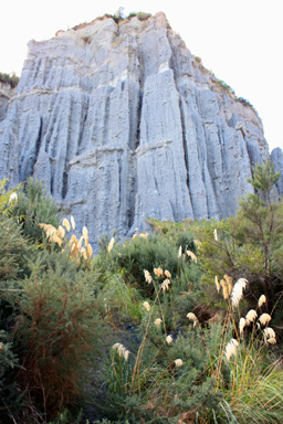 Toetoe at Putangirua photo