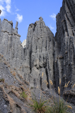 Tall Hoodoos & Toetoe photo