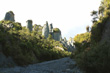 Pillars & Vegetation photo