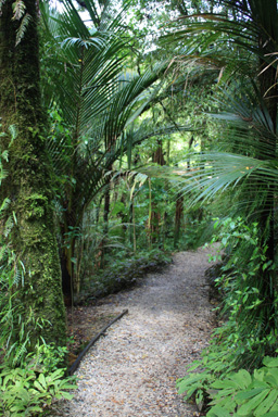 Ruakuri Walk Waitomo photo