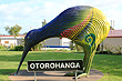 Otorohanga Kiwi photo