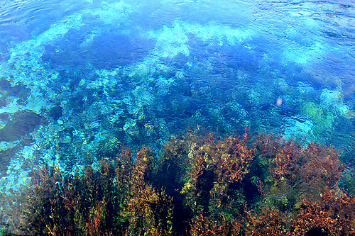 Te Waikoropupu Spring Water photo