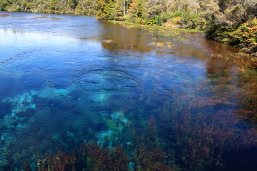 Te Waikoropupu Springs Edge photo